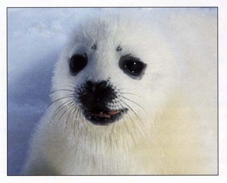 1500 Free Amigurumi Patterns: Baby seal