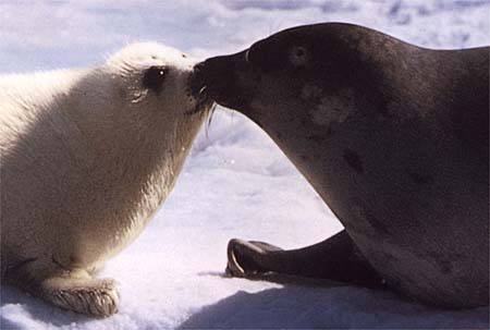 Harp seal - Wikipedia, the free encyclopedia